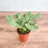 Ctenanthe Burle-Marxii ‘Fishbone Prayer Plant’ -Eds Plant Shop ctenanthe burle marxii fishbone prayer plant 257992