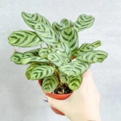 Ctenanthe Burle-Marxii ‘Fishbone Prayer Plant’ -Eds Plant Shop ctenanthe burle marxii fishbone prayer plant 496552