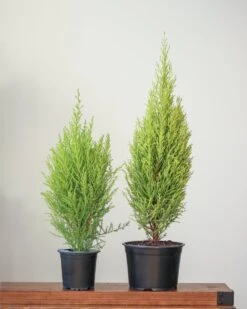 Cupressus Macrocarpa 'Dwarf Lemon Cypress' - Various Sizes -Eds Plant Shop cupressus macrocarpa dwarf lemon cypress various sizes 692729