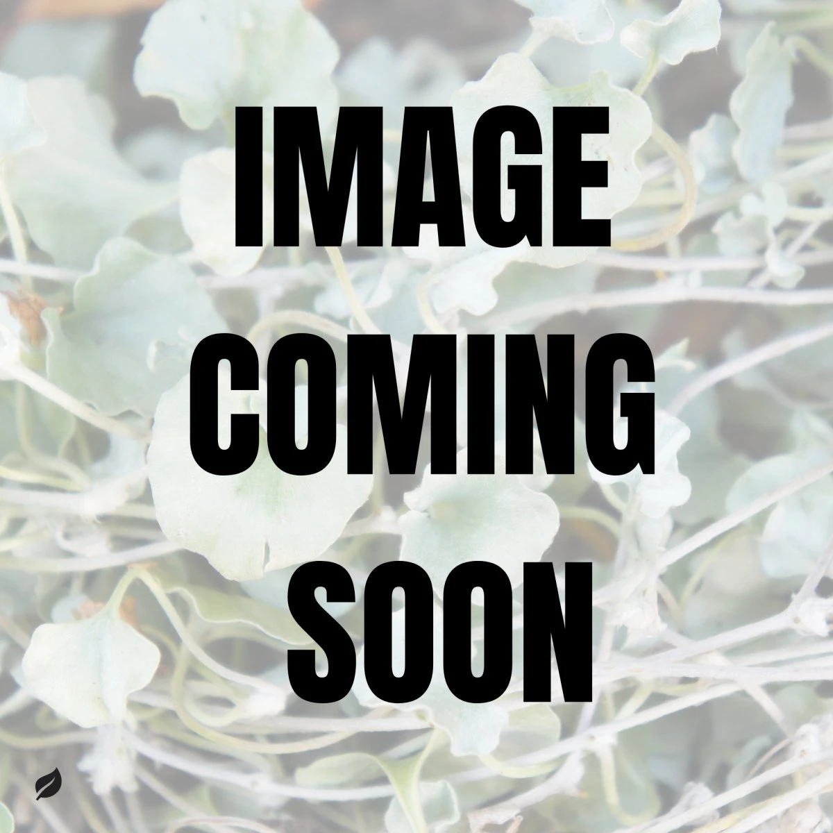 Dichondra Argenta - Silver Falls Dichondra 3 Dichondra Argenta - Silver Falls Dichondra