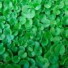 Dichondra Repens 'Emerald Falls' - Emerald Falls Dichondra -Eds Plant Shop dichondra repens emerald falls emerald falls dichondra 263605