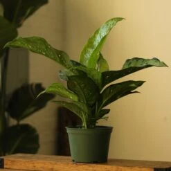 Dieffenbachia Maculata ‘White Etna’ -Eds Plant Shop dieffenbachia maculata white etna 7715300