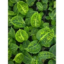 Dieffenbachia ‘Reflector’ – Reflector Dumb Cane -Eds Plant Shop dieffenbachia reflector reflector dumb cane 4203925