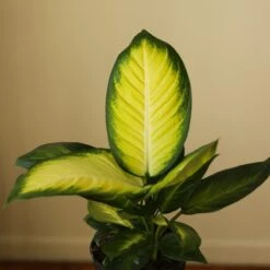 Dieffenbachia - ‘Tropic Marianne’ -Eds Plant Shop dieffenbachia tropic marianne 1858548