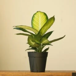 Dieffenbachia - ‘Tropic Marianne’ -Eds Plant Shop dieffenbachia tropic marianne 6175040