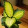 Dieffenbachia - ‘Tropic Marianne’ -Eds Plant Shop dieffenbachia tropic marianne 6868888