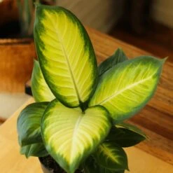 Dieffenbachia - ‘Tropic Marianne’ -Eds Plant Shop dieffenbachia tropic marianne 7357945