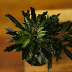 Dizygotheca Elegantissima 'False Aralia' -Eds Plant Shop dizygotheca elegantissima false aralia 124753