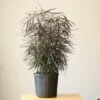 Dizygotheca Elegantissima 'False Aralia' -Eds Plant Shop dizygotheca elegantissima false aralia 649011