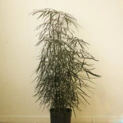 Dizygotheca Elegantissima 'False Aralia' Floor Plant 10 Dizygotheca Elegantissima 'False Aralia' Floor Plant -Eds Plant Shop dizygotheca elegantissima false aralia floor plant 545184