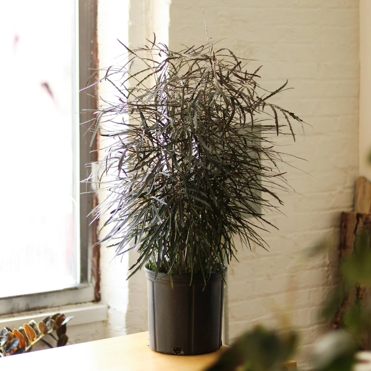 Dizygotheca Elegantissima 'False Aralia' Floor Plant 4 Dizygotheca Elegantissima 'False Aralia' Floor Plant - Image 2