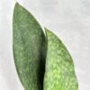 Dracaena Masoniana 'Whale Fin Snake Plant' -Eds Plant Shop dracaena masoniana whale fin snake plant 4 inch 691842