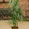 Dracena Marginata - Tarzan Tree -Eds Plant Shop dracena marginata tarzan tree 562810