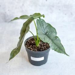 Dragon’s Breath Alocasia | Striking Silvery Foliage -Eds Plant Shop dragons breath alocasia 45 inch 169193