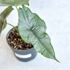 Dragon’s Breath Alocasia | Striking Silvery Foliage -Eds Plant Shop dragons breath alocasia 45 inch 793493