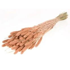 Dried Flower Bundle: Coral Setarea -Eds Plant Shop dried flower bundle coral setarea 598231