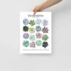 Echeveria Species ID Chart - Houseplant Succulent Art Print 2 Echeveria Species ID Chart - Houseplant Succulent Art Print -Eds Plant Shop echeveria species id chart houseplant succulent art print 778837