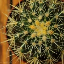 Echinocactus Grusonii ‘Golden Barrel Cactus’ - 4 Inch -Eds Plant Shop echinocactus grusonii golden barrel cactus 5 inch 745803