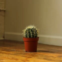 Echinocactus Grusonii ‘Golden Barrel Cactus’ - 4 Inch -Eds Plant Shop echinocactus grusonii golden barrel cactus 5 inch 758133