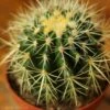 Echinocactus Grusonii ‘Golden Barrel Cactus’ - 4 Inch -Eds Plant Shop echinocactus grusonii golden barrel cactus 5 inch 885514