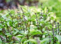 Edible Petals - Seed Collection -Eds Plant Shop edible petals seed collection 3847402