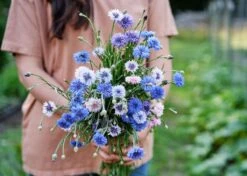 Edible Petals - Seed Collection -Eds Plant Shop edible petals seed collection 4145125