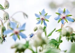 Edible Petals - Seed Collection -Eds Plant Shop edible petals seed collection 9434873