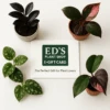 Ed's Plant Shop E-Gift Card -Eds Plant Shop eds plant shop e gift card 622396