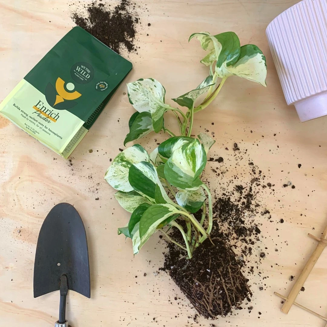 Enrich Powder - Houseplant Fertilizer By We The Wild (14 Oz) 6 Enrich Powder - Houseplant Fertilizer By We The Wild (14 Oz) - Image 4