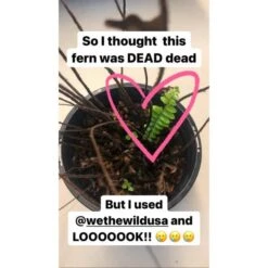 Enrich Powder - Houseplant Fertilizer By We The Wild (14 Oz) 12 Enrich Powder - Houseplant Fertilizer By We The Wild (14 Oz) -Eds Plant Shop enrich powder houseplant fertilizer by we the wild 14 oz 401258