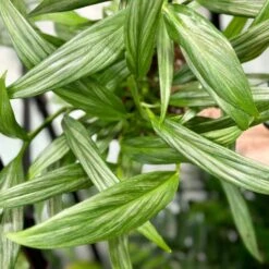 Epipremnum Amplissimum - Silver Streak Pothos - 6 Inch