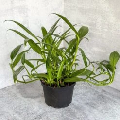 Epipremnum Amplissimum - Silver Streak Pothos - 6 Inch 7 Epipremnum Amplissimum - Silver Streak Pothos - 6 Inch -Eds Plant Shop epipremnum amplissimum silver streak pothos 6 inch 889643