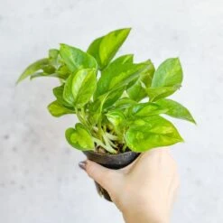 Epipremnum Aureum ‘Global Green’ - Global Green Pothos 13 Epipremnum Aureum ‘Global Green’ - Global Green Pothos -Eds Plant Shop epipremnum aureum global green global green pothos various sizes 573989
