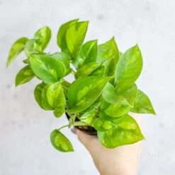 Epipremnum Aureum ‘Global Green’ - Global Green Pothos 12 Epipremnum Aureum ‘Global Green’ - Global Green Pothos -Eds Plant Shop epipremnum aureum global green global green pothos various sizes 619396