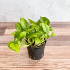 Epipremnum Aureum ‘Global Green’ - Global Green Pothos 11 Epipremnum Aureum ‘Global Green’ - Global Green Pothos -Eds Plant Shop epipremnum aureum global green global green pothos various sizes 710342