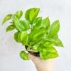 Epipremnum Aureum ‘Global Green’ - Global Green Pothos -Eds Plant Shop epipremnum aureum global green global green pothos various sizes 801412