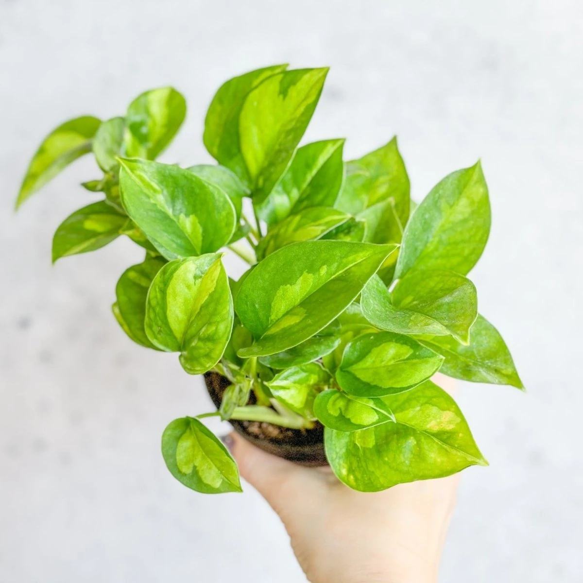Epipremnum Aureum ‘Global Green’ - Global Green Pothos 3 Epipremnum Aureum ‘Global Green’ - Global Green Pothos