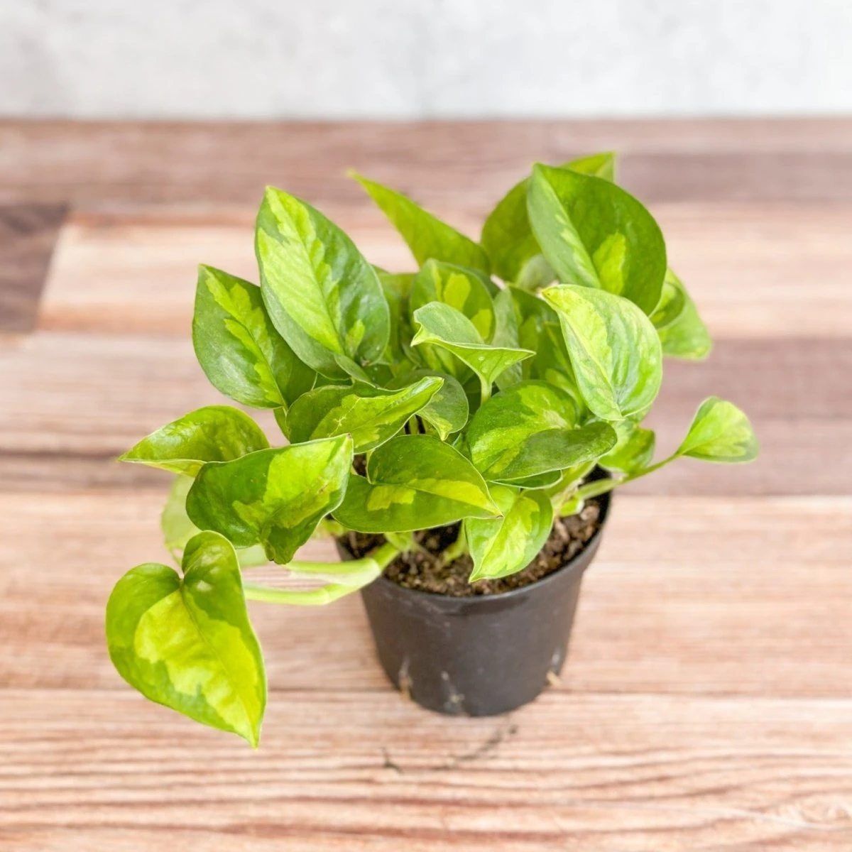 Epipremnum Aureum ‘Global Green’ - Global Green Pothos 4 Epipremnum Aureum ‘Global Green’ - Global Green Pothos - Image 2
