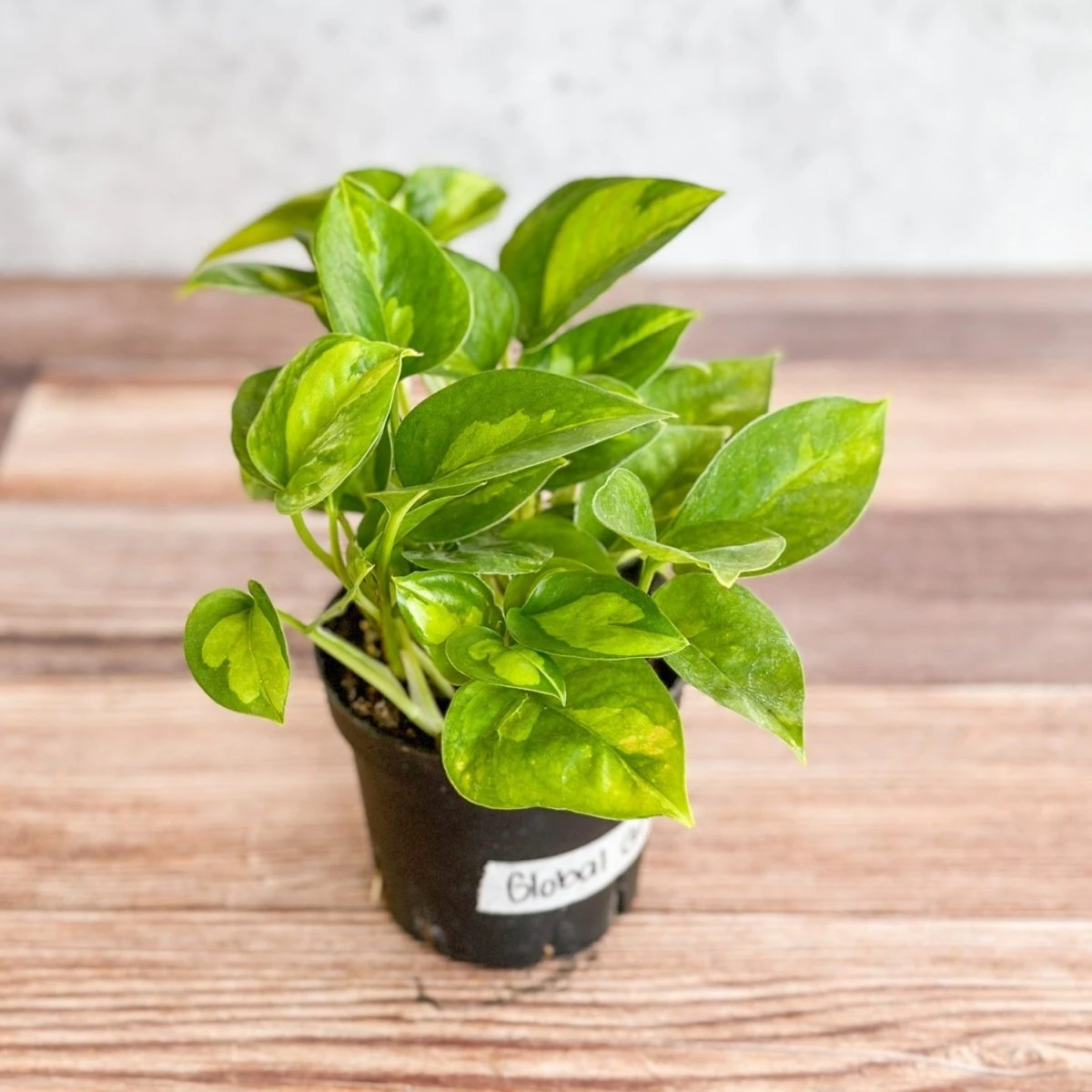 Epipremnum Aureum ‘Global Green’ - Global Green Pothos 5 Epipremnum Aureum ‘Global Green’ - Global Green Pothos - Image 3