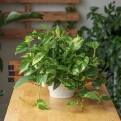 Epipremnum Aureum 'Golden Pothos' Hanging Basket -Eds Plant Shop epipremnum aureum golden pothos hanging basket various sizes 784622