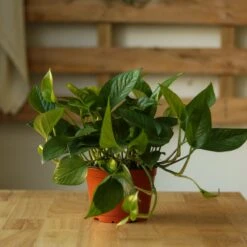 Epipremnum Aureum 'Jade Pothos' -Eds Plant Shop epipremnum aureum jade pothos 308732