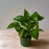 Epipremnum Aureum 'Jade Pothos' -Eds Plant Shop epipremnum aureum jade pothos 382539