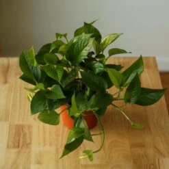 Epipremnum Aureum 'Jade Pothos' -Eds Plant Shop epipremnum aureum jade pothos 392288