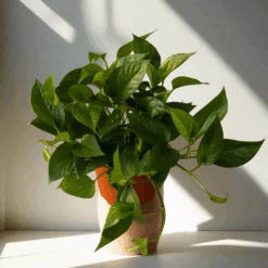 Epipremnum Aureum 'Jade Pothos' -Eds Plant Shop epipremnum aureum jade pothos 431748