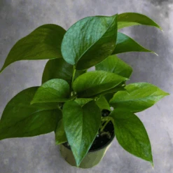 Epipremnum Aureum 'Jade Pothos' -Eds Plant Shop epipremnum aureum jade pothos 766581