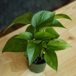 Epipremnum Aureum 'Jade Pothos' -Eds Plant Shop epipremnum aureum jade pothos 891953