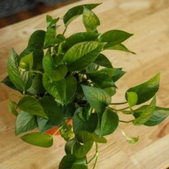 Epipremnum Aureum 'Jade Pothos' -Eds Plant Shop epipremnum aureum jade pothos 937313