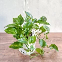 Epipremnum Aureum 'Lizard Queen' - Lizard Queen Pothos Hanging Basket -Eds Plant Shop epipremnum aureum lizard queen lizard queen pothos hanging basket 473833