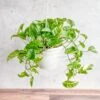 Epipremnum Aureum 'Lizard Queen' - Lizard Queen Pothos Hanging Basket 2 Epipremnum Aureum 'Lizard Queen' - Lizard Queen Pothos Hanging Basket -Eds Plant Shop epipremnum aureum lizard queen lizard queen pothos hanging basket 597911