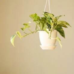 Epipremnum Aureum 'Marble Queen' Pothos Hanging Basket -Eds Plant Shop epipremnum aureum marble queen pothos hanging basket various sizes 250002